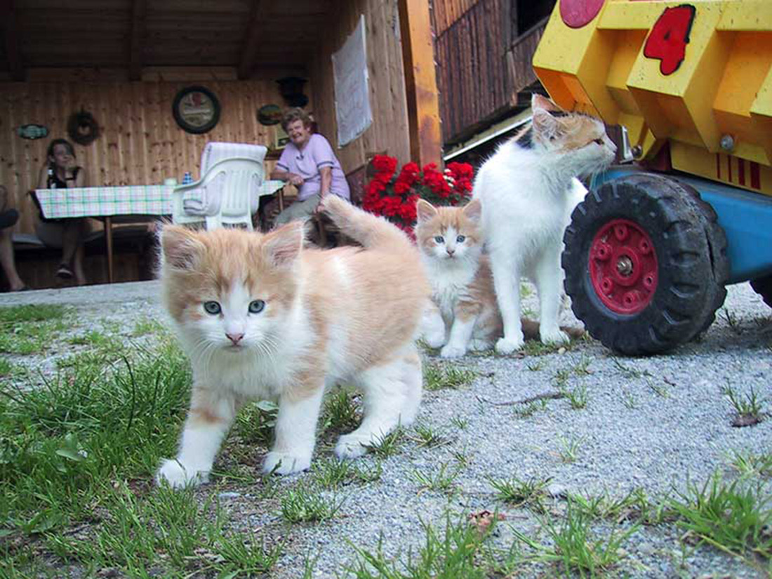 our farm cats are ready for petting